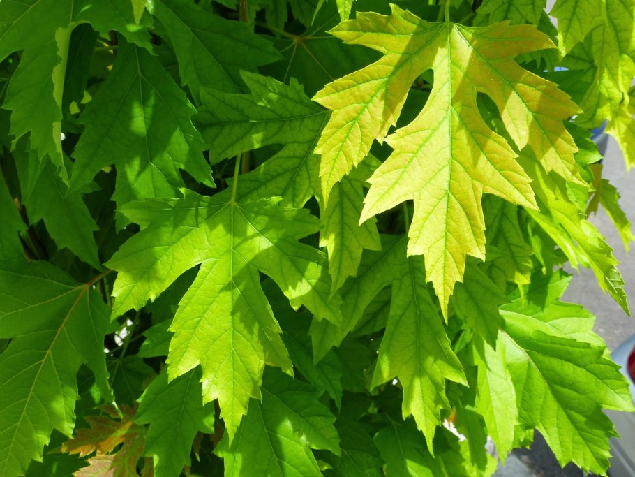 Клен платановидный