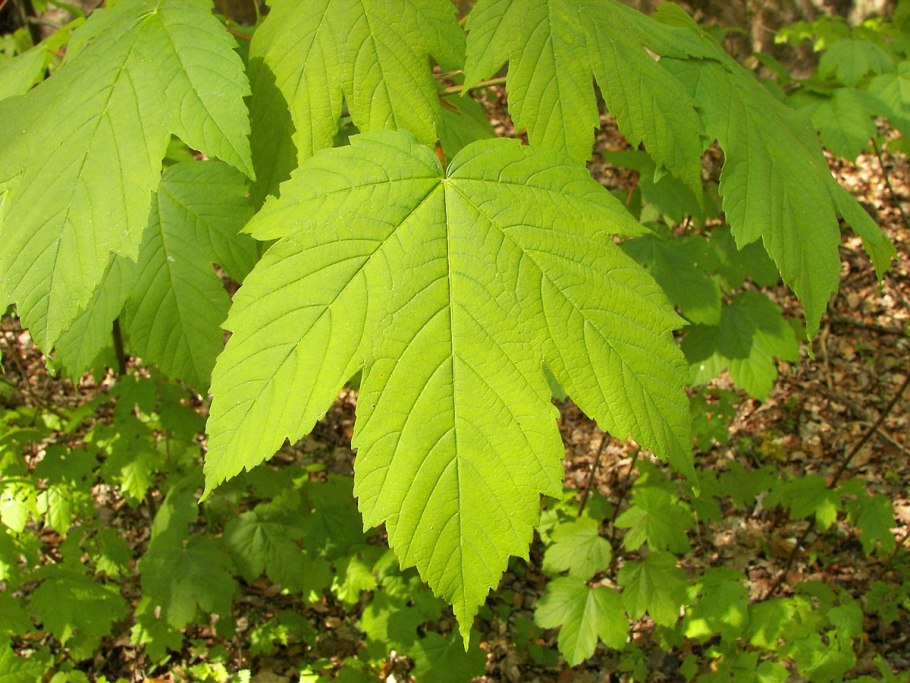 Клен сахарный — Acer Saccharum