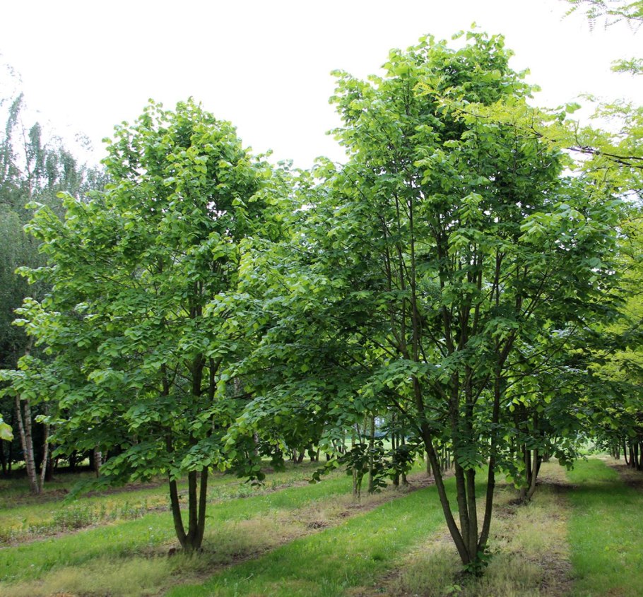 Клен остролистный (Acer platanoides)