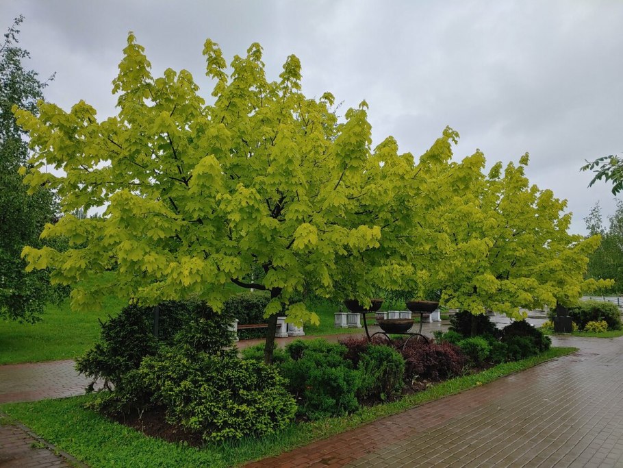 Клен остролистный дерево