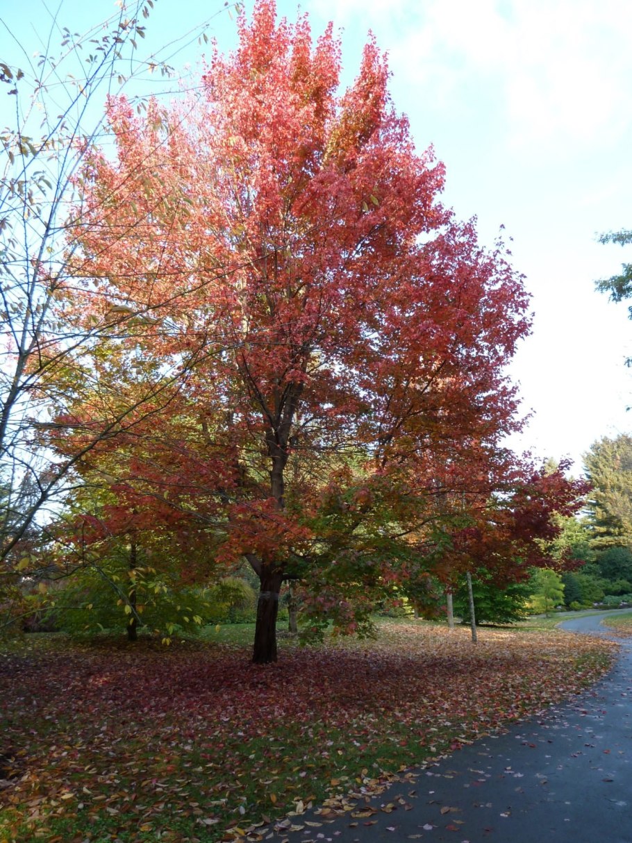 Клен сахарный остролистный