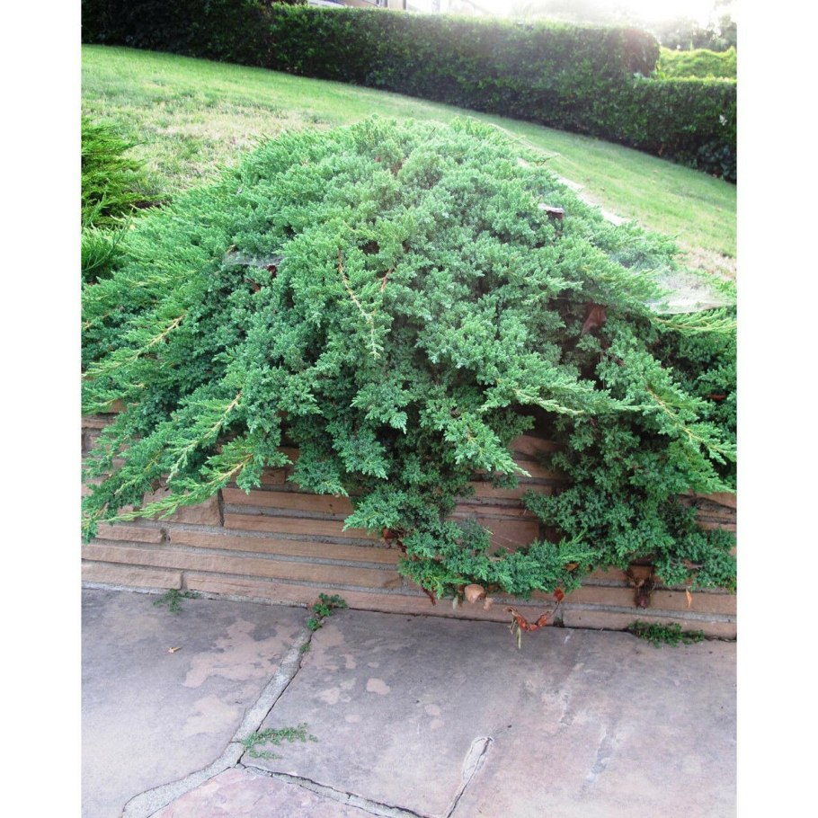 Можжевельник Nana