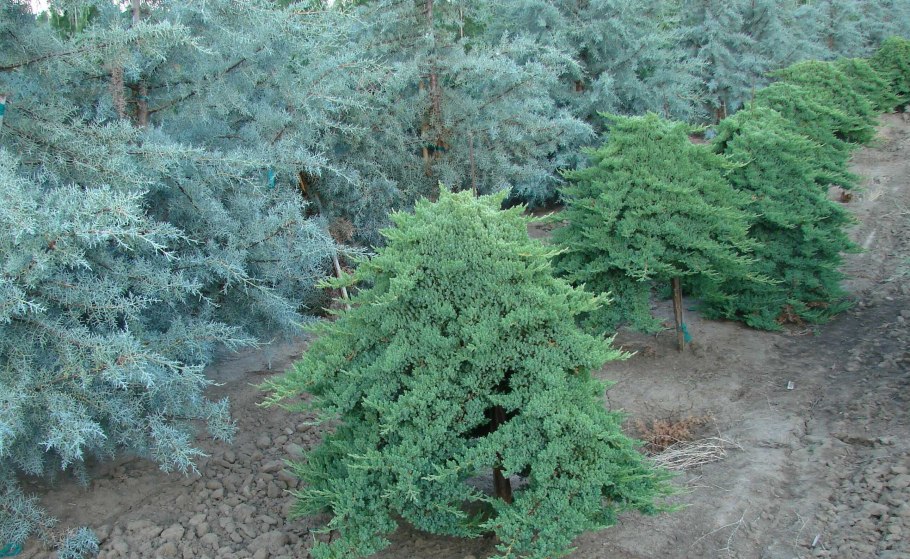 Можжевельник Прокумбенс Нана