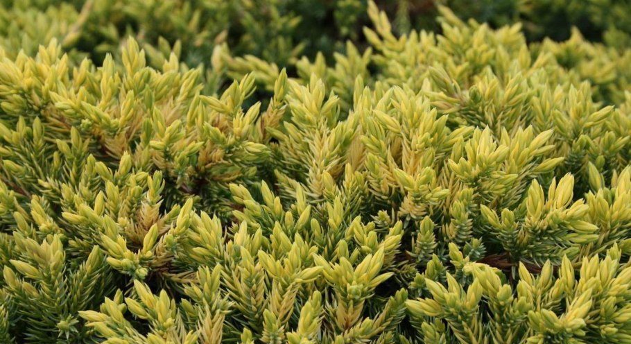 Juniperus procumbens Kishiogima