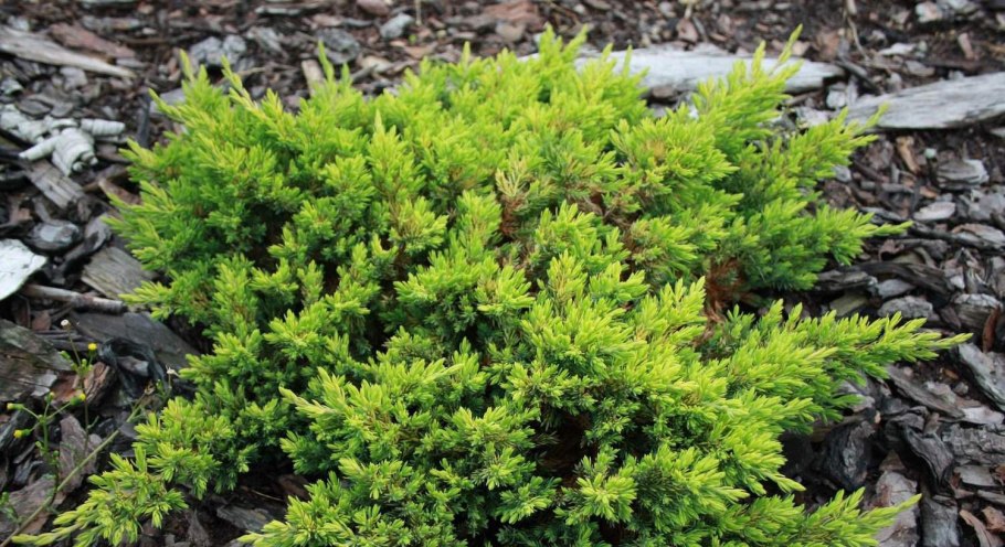 Можжевельник Нана