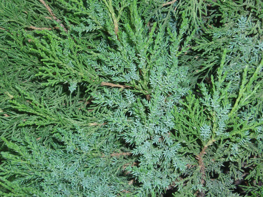 Можжевельник Прокумбенс