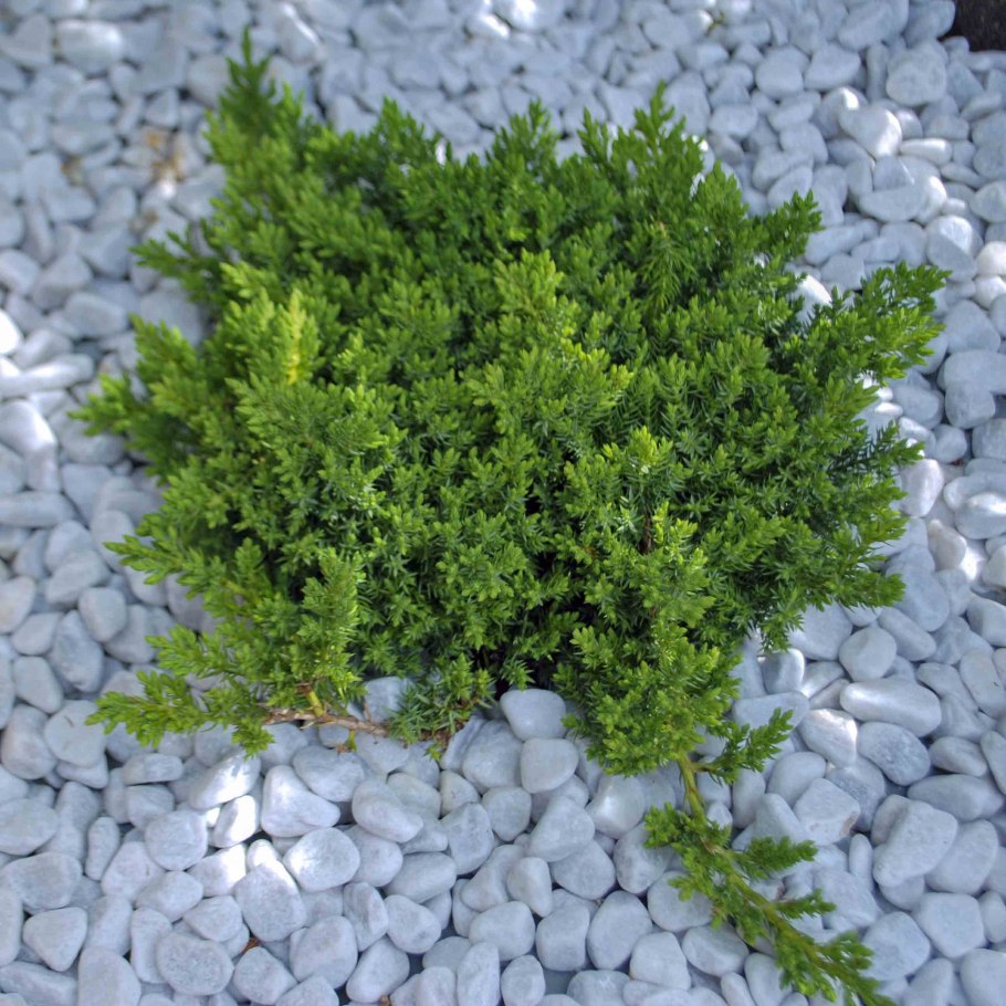 Можжевельник Прокумбенс Нана