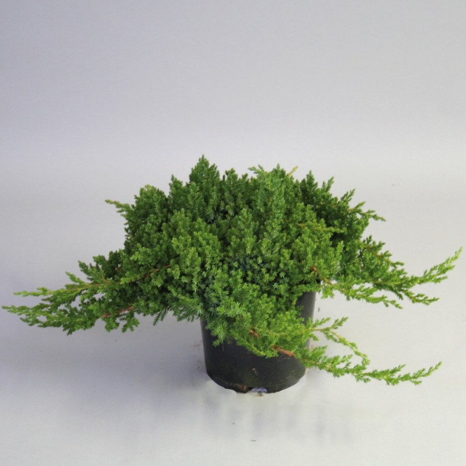 Можжевельник лежачий Прокумбенс Нана