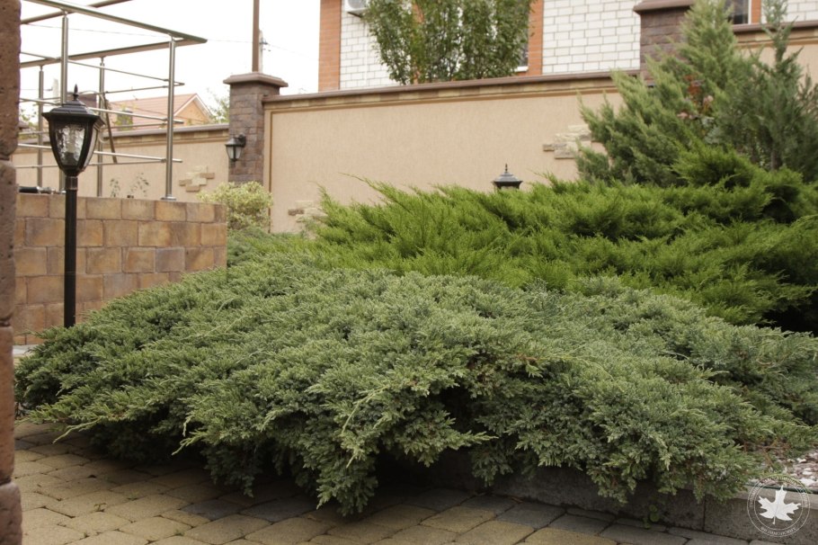Juniperus procumbens Kishiogima