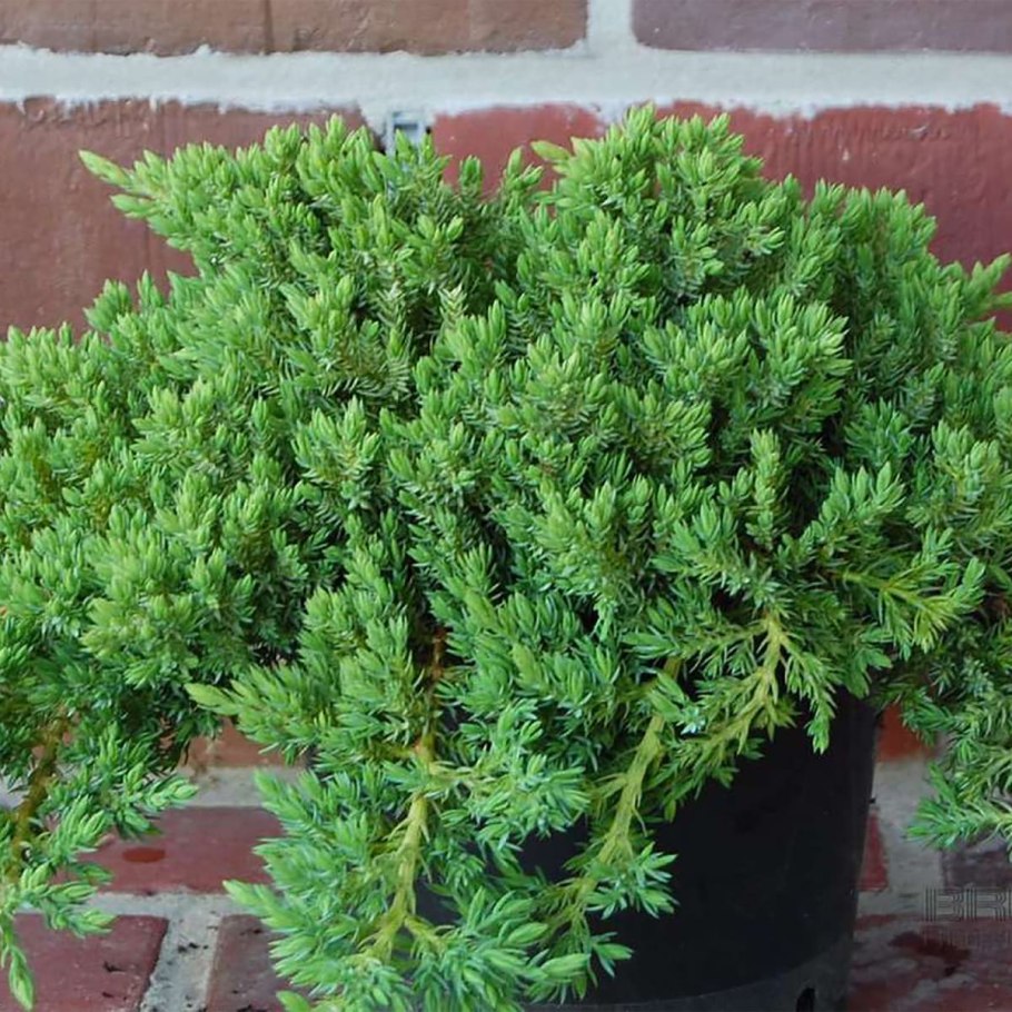 Можжевельник лежачий Нана