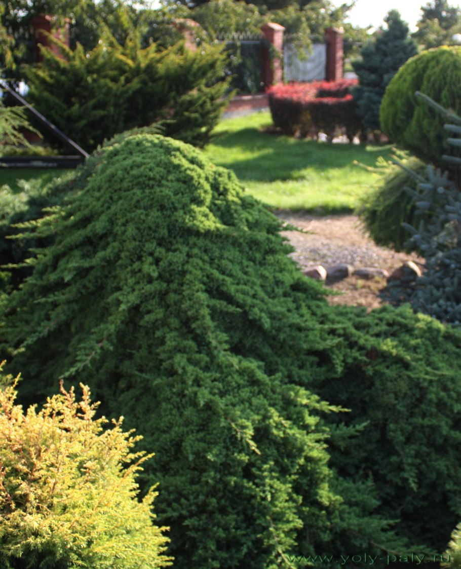 Можжевельник стелющийся Нана