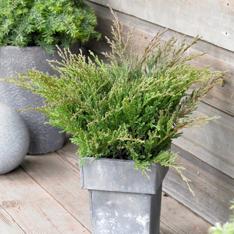 Juniperus proc. Nana