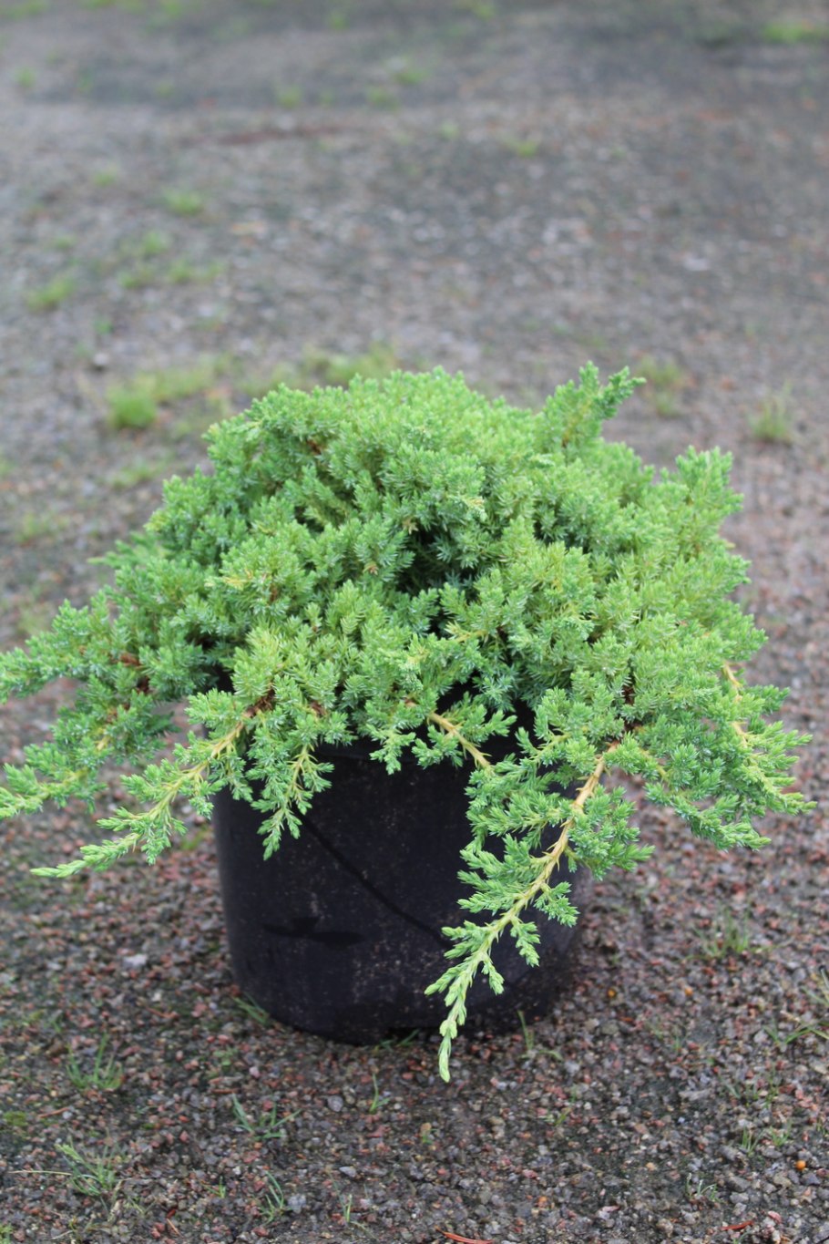 Можжевельник procumbens Nana