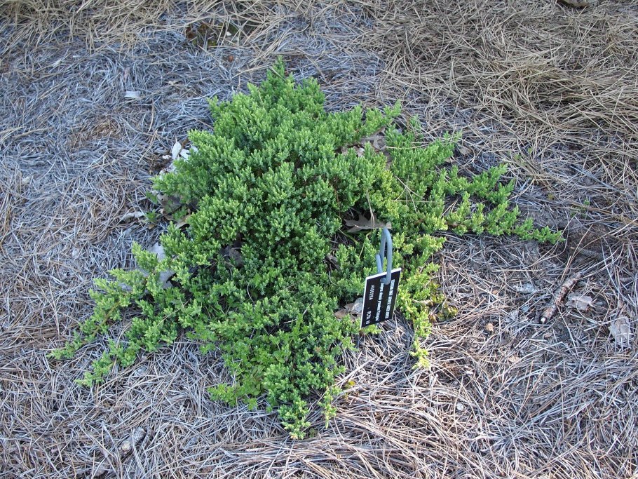 Juniperus communis Green Mantle
