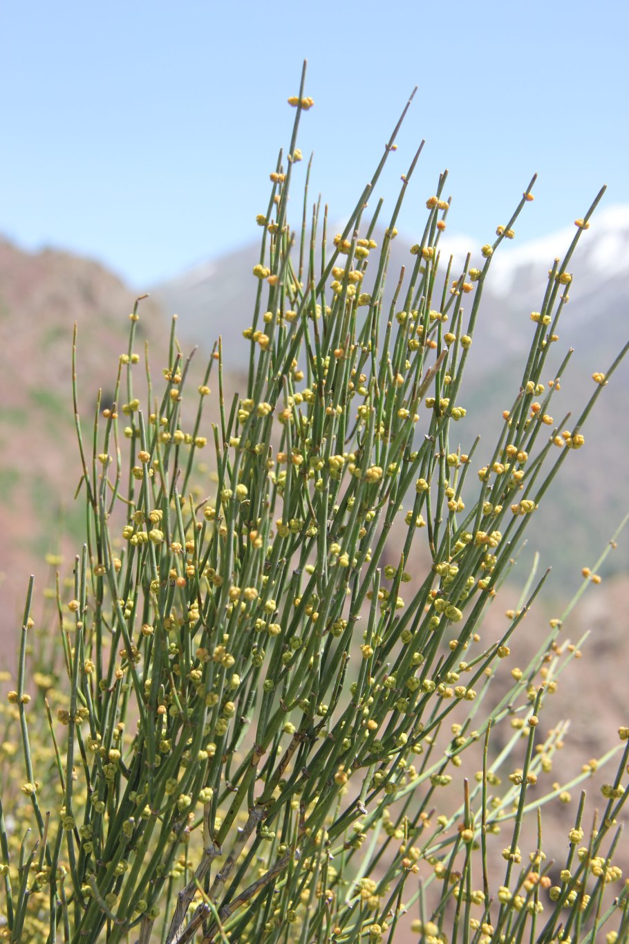 Эфедра (хвойник) двуколосковая