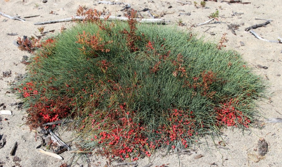 Хвойник двухколосковый гермафродит