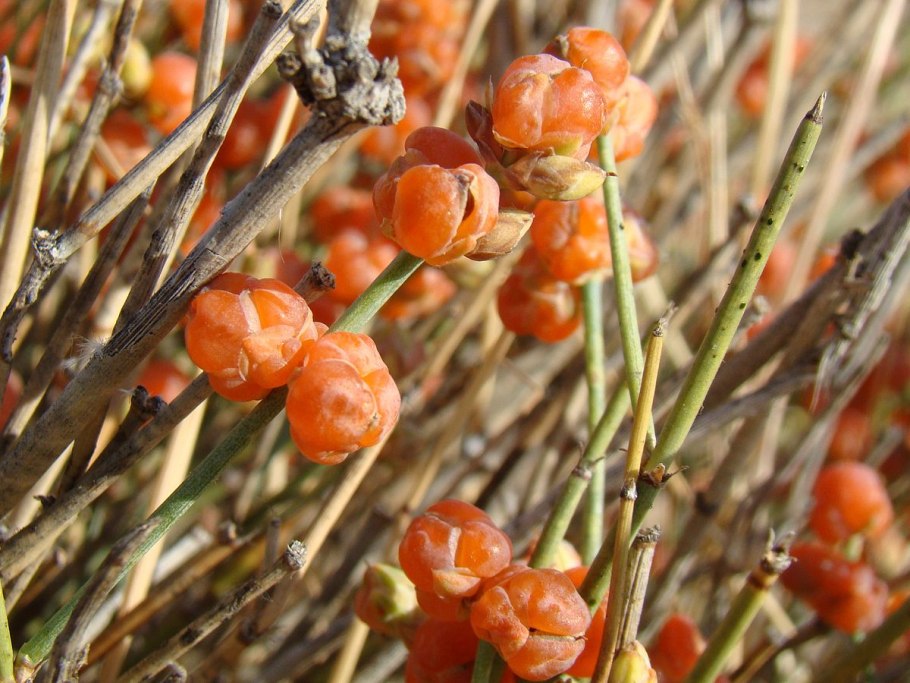 Эфедра хвощевая Ephedra equisetina