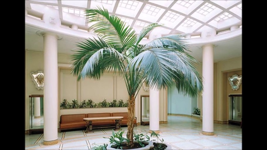 Ховея Howea forsteriana