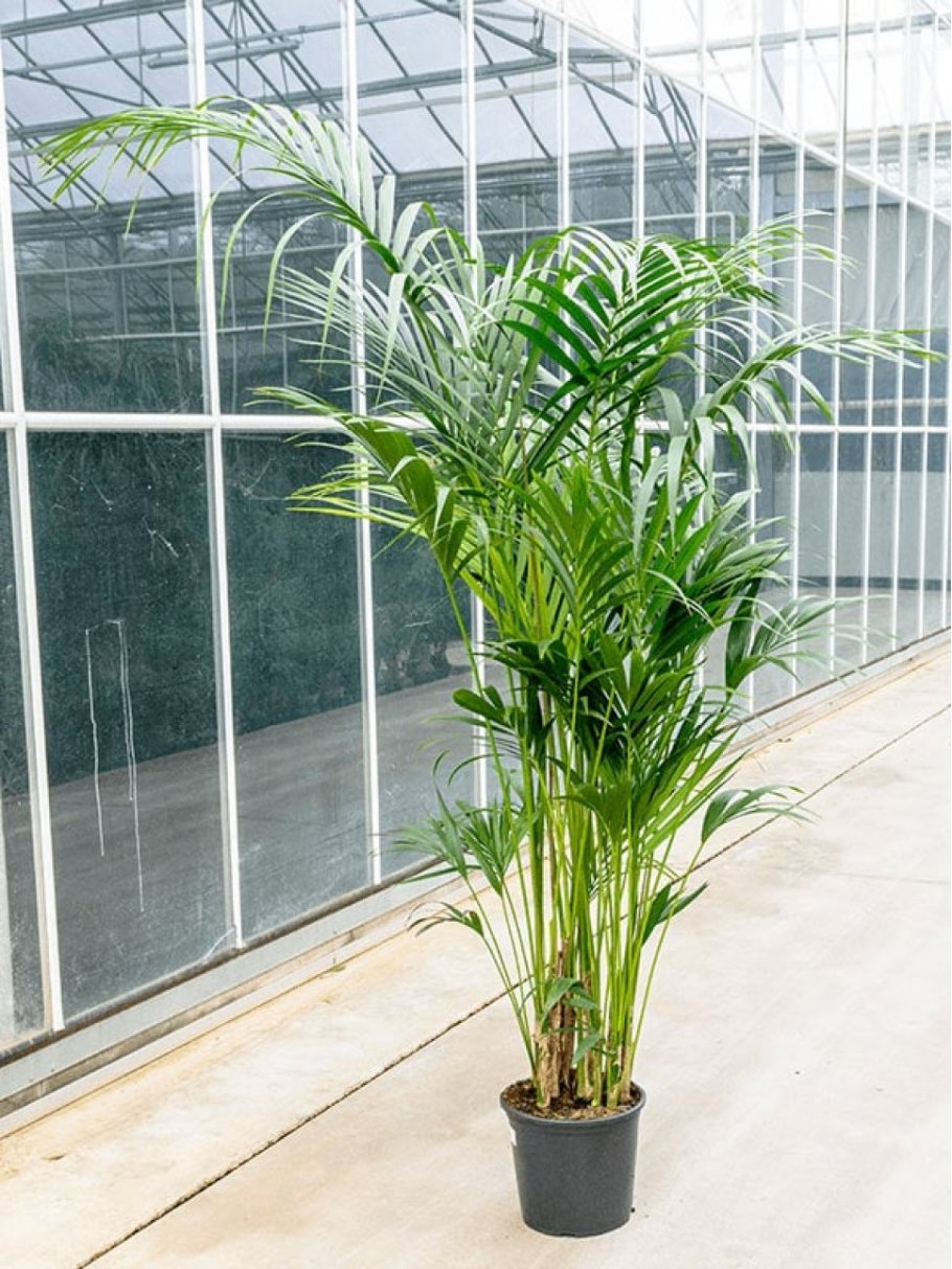 Ховея Форстера (Кентия)