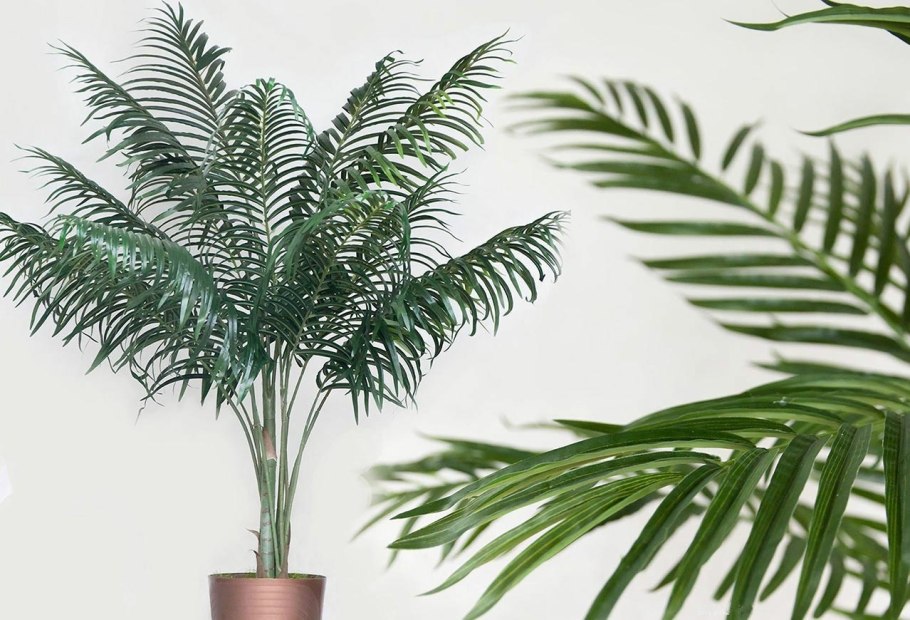 Ховея Howea forsteriana 26/180