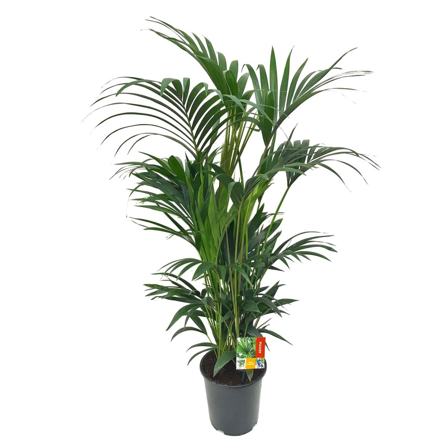 Ховея Бельмора