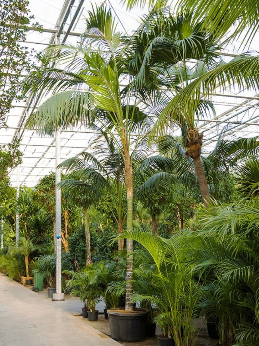 Пальма Ховея