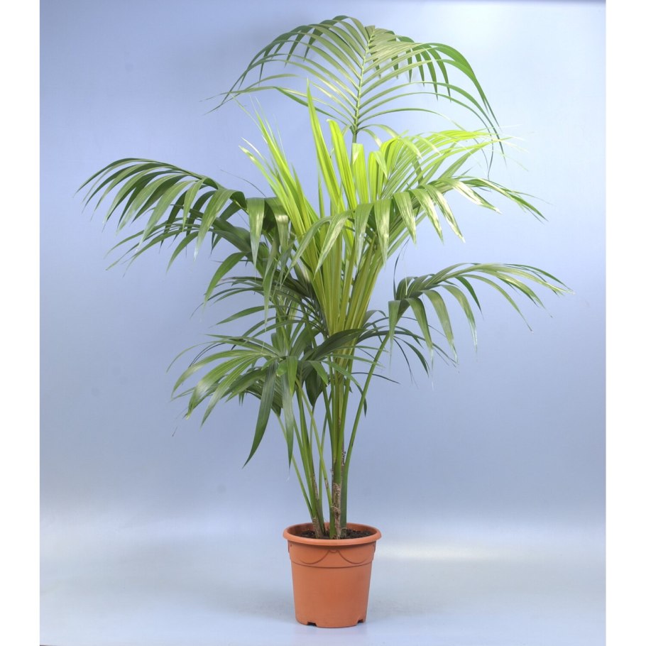 Ховея Форстера цветение