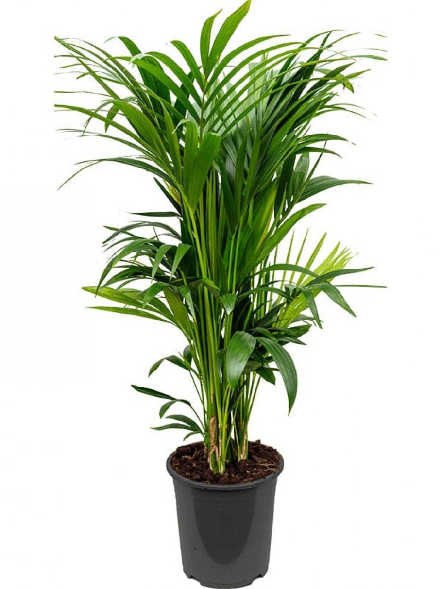 Ховея Форстера (Кентия)