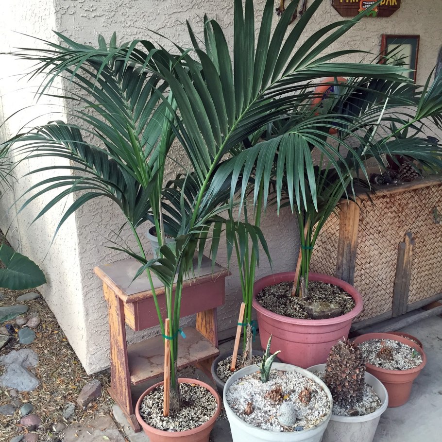 Ховея Форстера (Howea forsteriana)