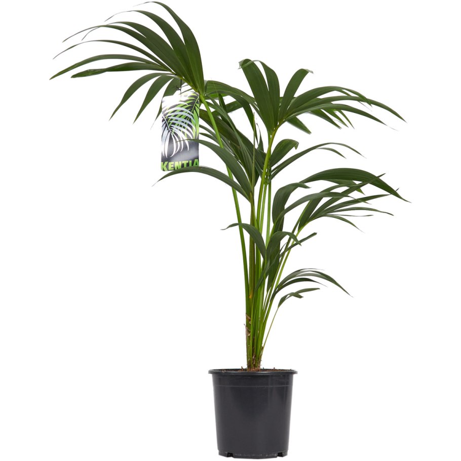 Пальма Ховея Форстера