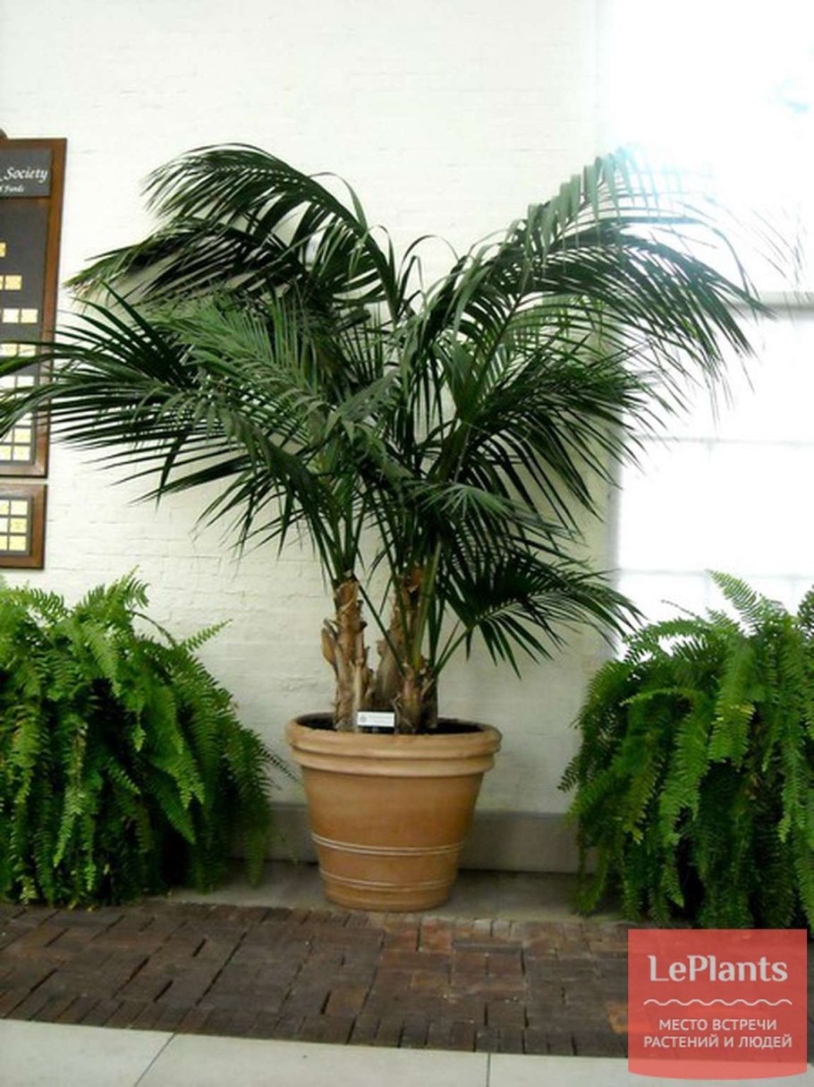 Ховея Кентия