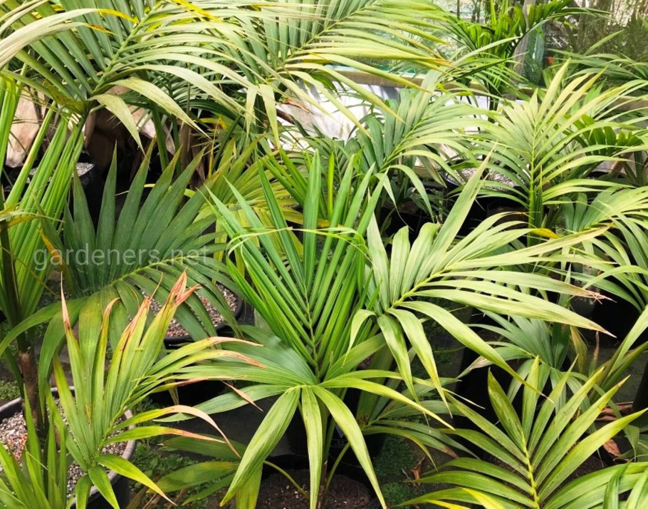 Кентия (Ховея) (80 см)