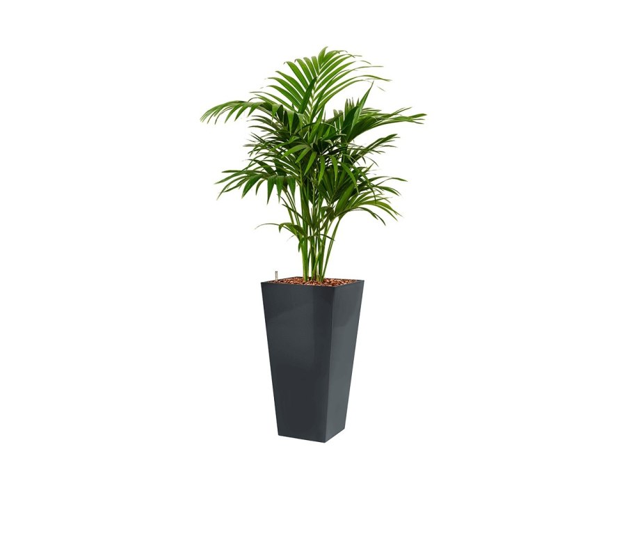 Кентия Форстера