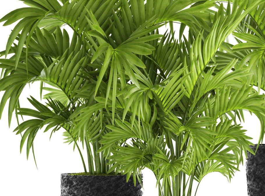 Арека Хризалидокарпус