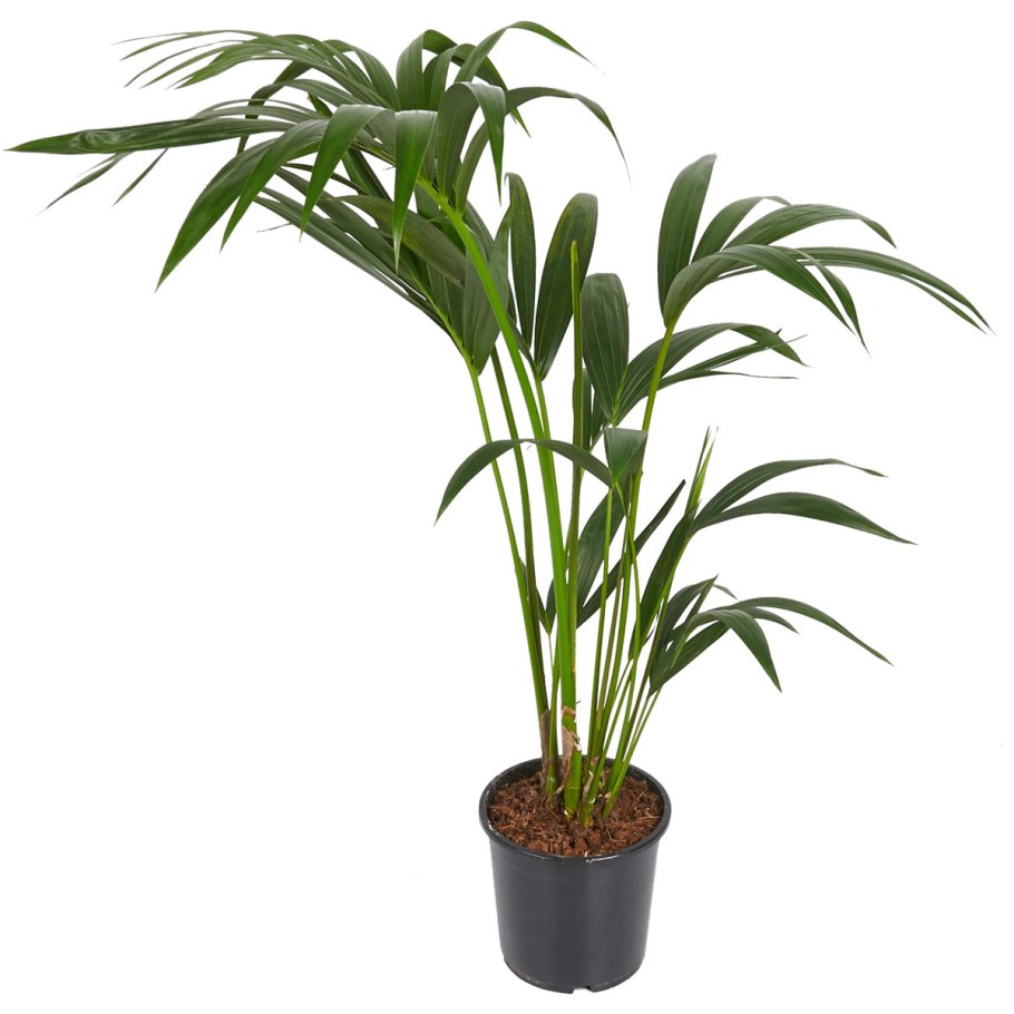 Пальма Ховея