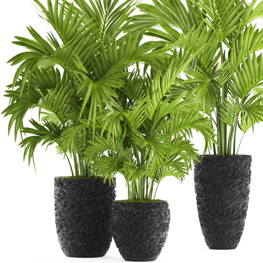 Ховея Форстера (Кентия)