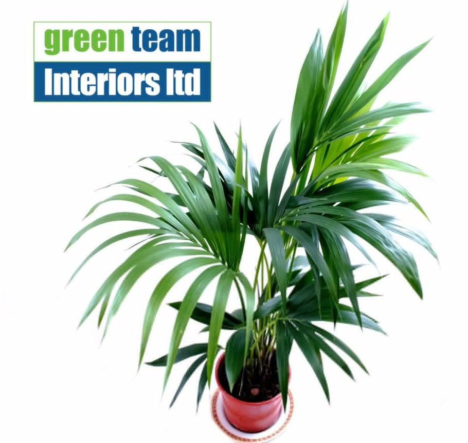 Пальма Ховея Форстера