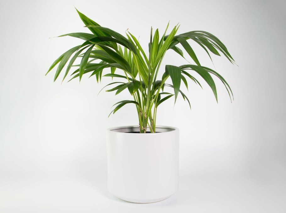 Пальма комнатная Ховея