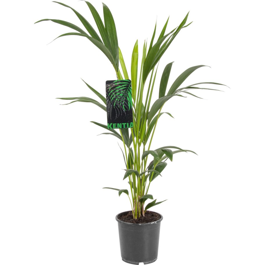 Ховея forsteriana