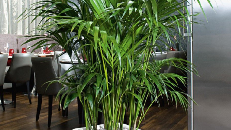 Пальма Кентия