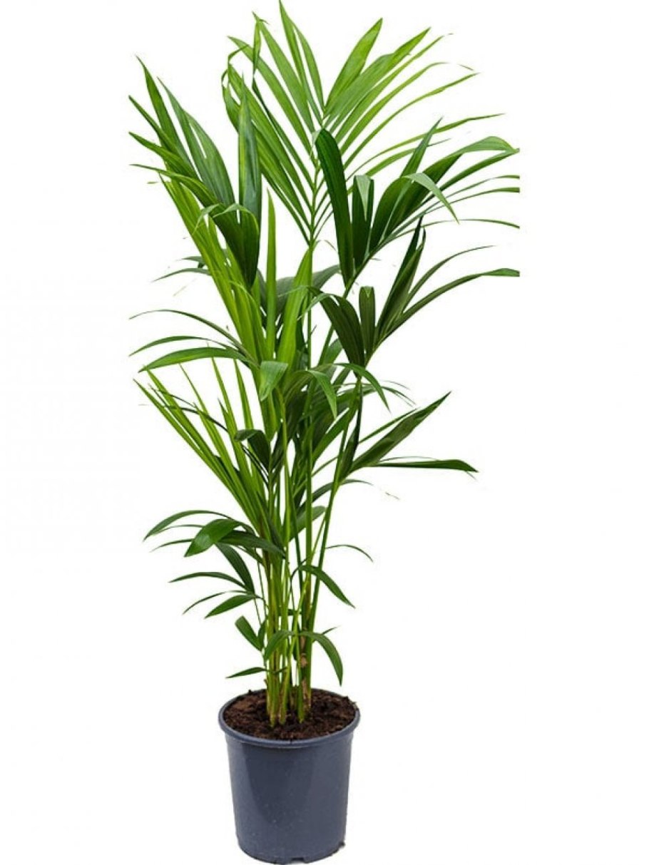 Ховея «forsteriana»