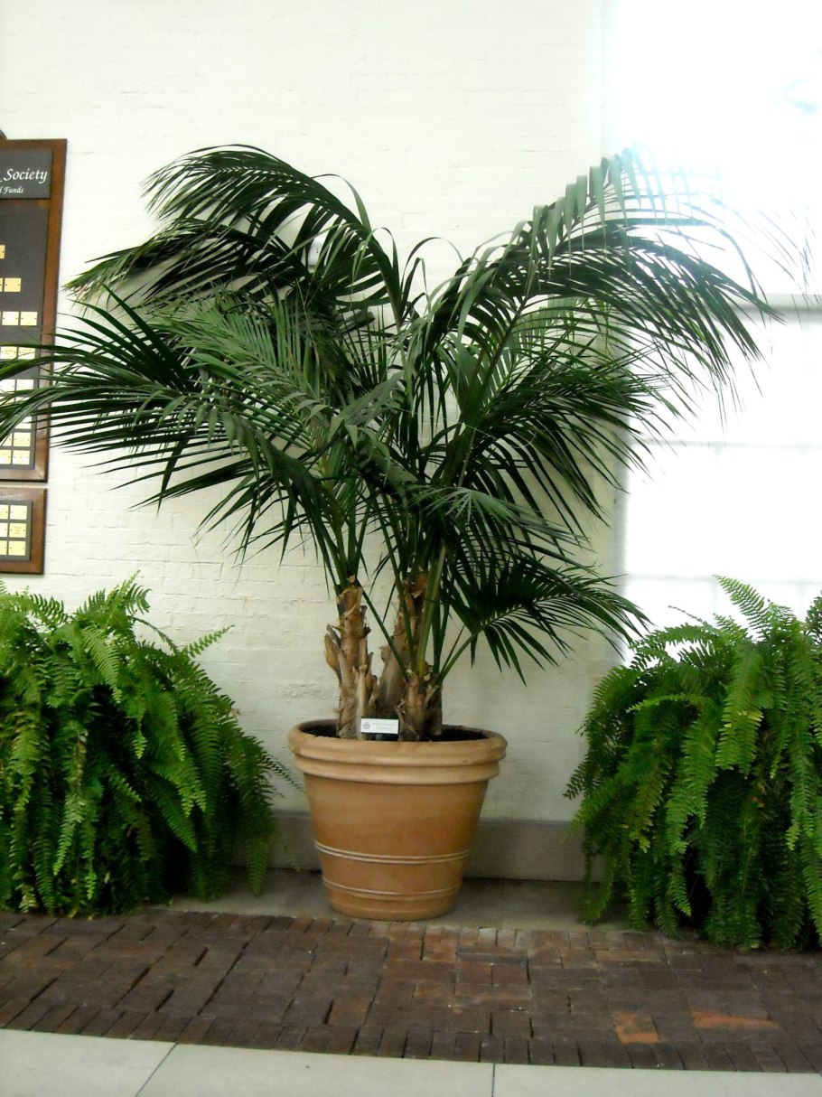 Пальма Арека Ховея Хризалидокарпус