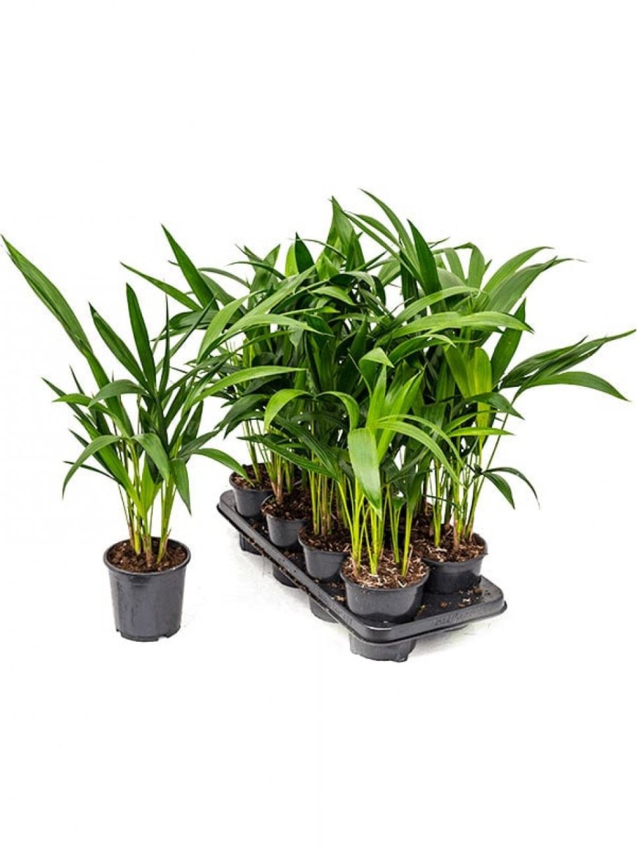 Пальма кентия ховея