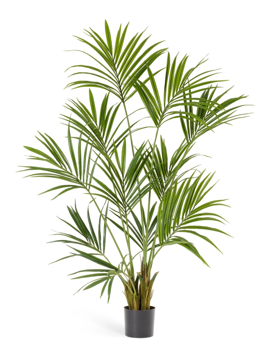 Ховея кентия