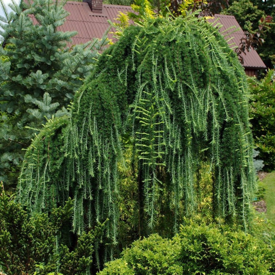 Лиственница Сибирская Larix sibirica