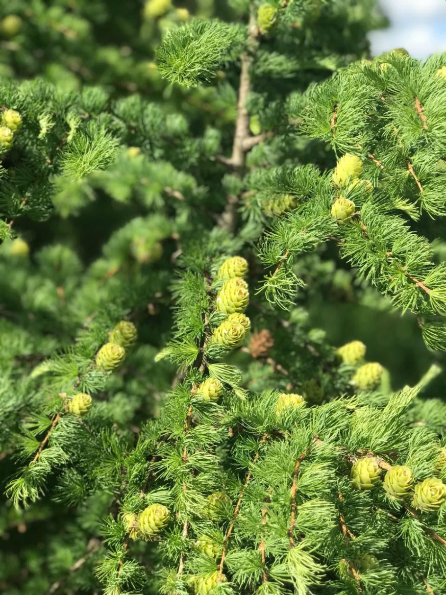 Лиственница европейская Пендула (Larix decidua pendula)