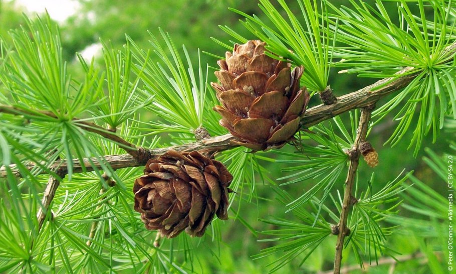 Лиственница европейская лиственница европейская