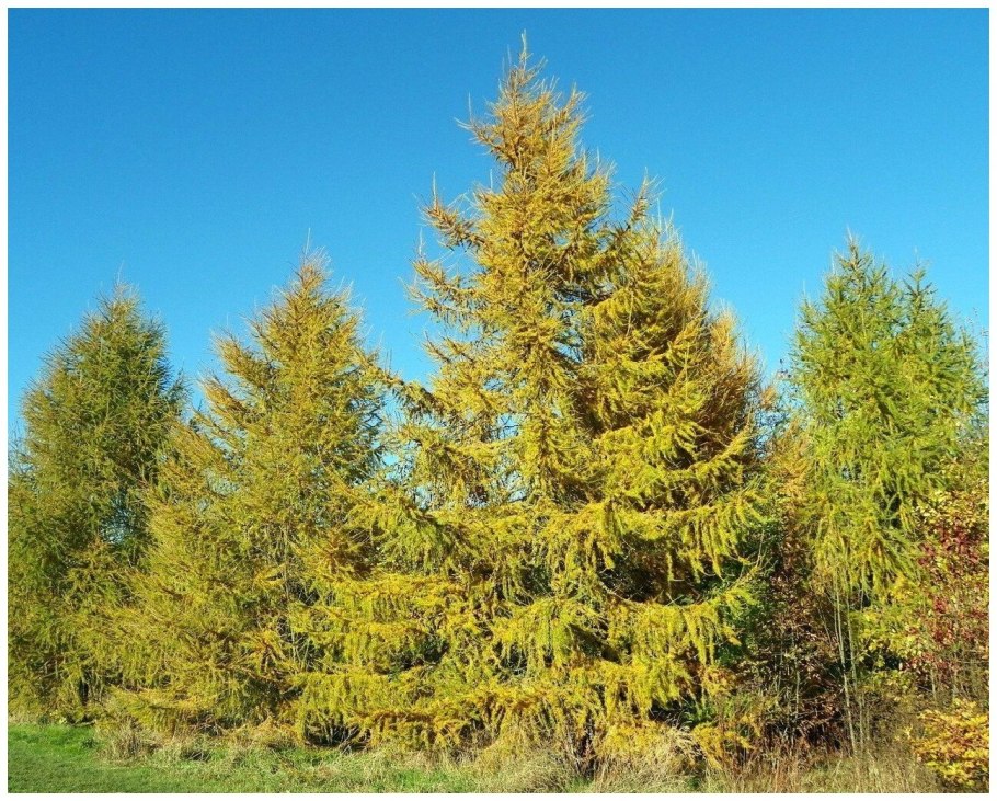 Лиственница европейская Larix decidua