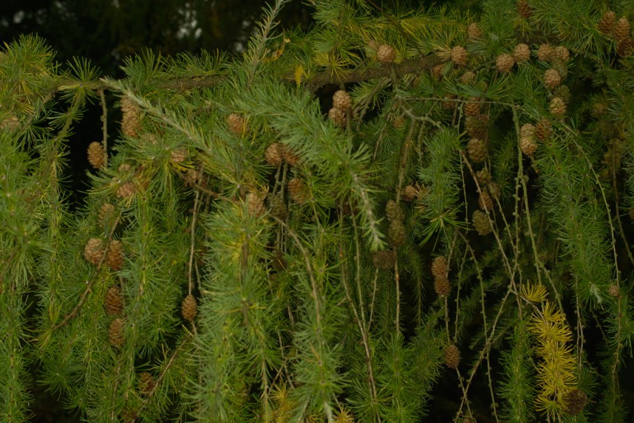 Лиственница Сибирская Larix sibirica