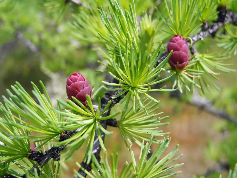 Лиственница Larix decidua